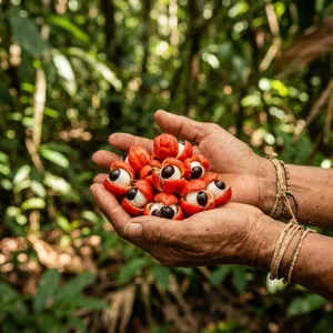 Brazilian guaraná